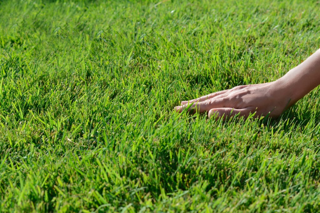 Why Florida Lawns Attract Pests Year-Round (and What Homeowners Can Do About It)