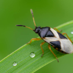 What Are Chinch Bugs and Why Should You Hire a Pest Control Company?