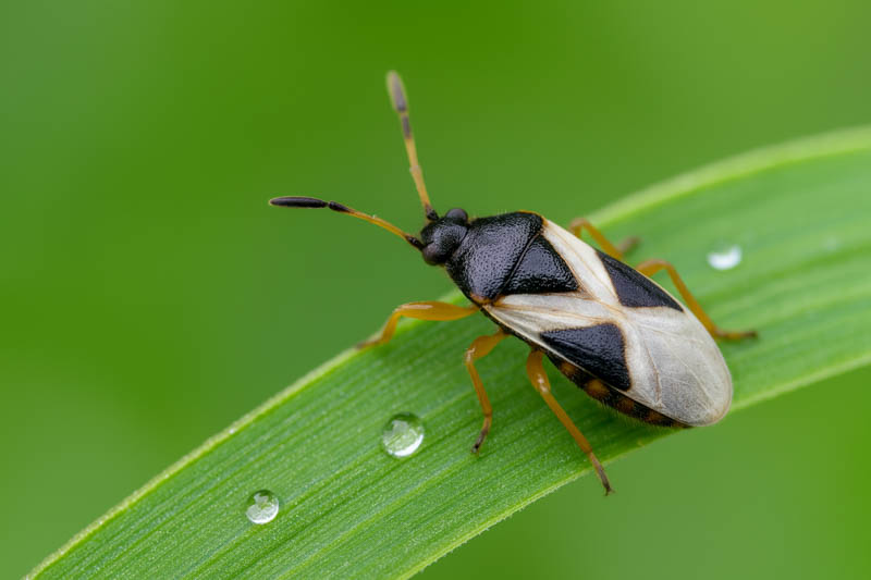 What Are Chinch Bugs and Why Should You Hire a Pest Control Company?