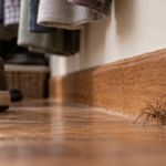 Brown Recluse Spiders in Florida Identification and Risk